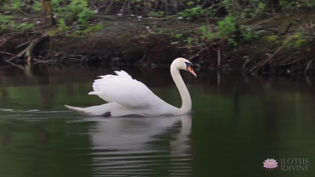 The Crow And Swan